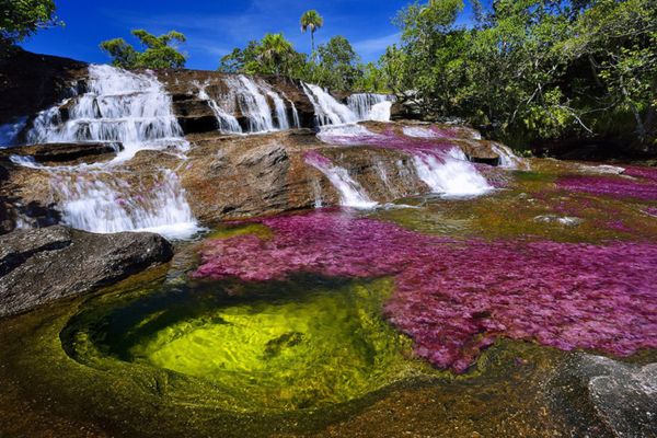 Caño Cristales todo incluido: Descubre la magia de este paraíso